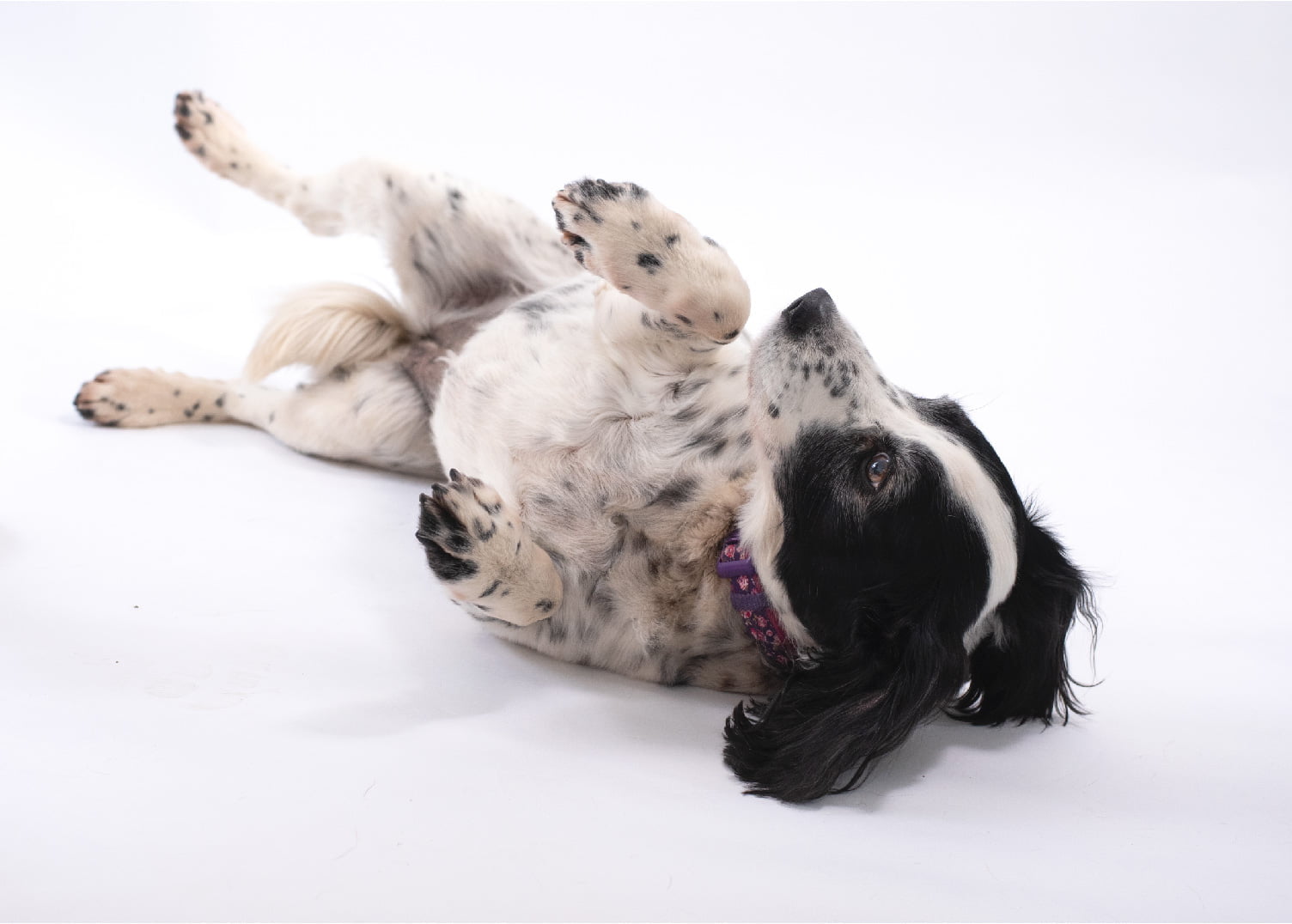 dog on back