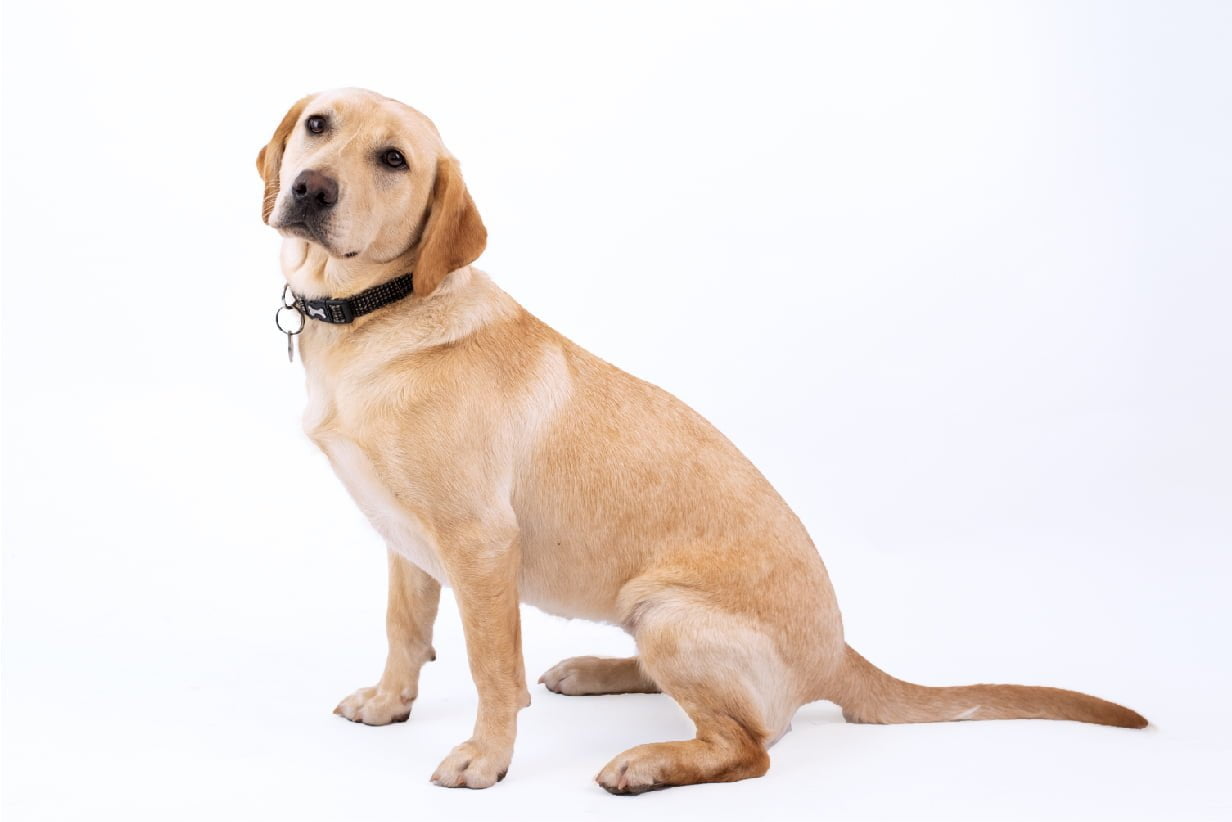 labradors
