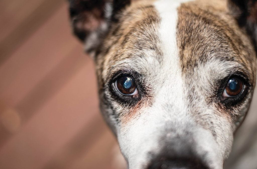 dog eyes
