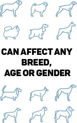 Any Breed