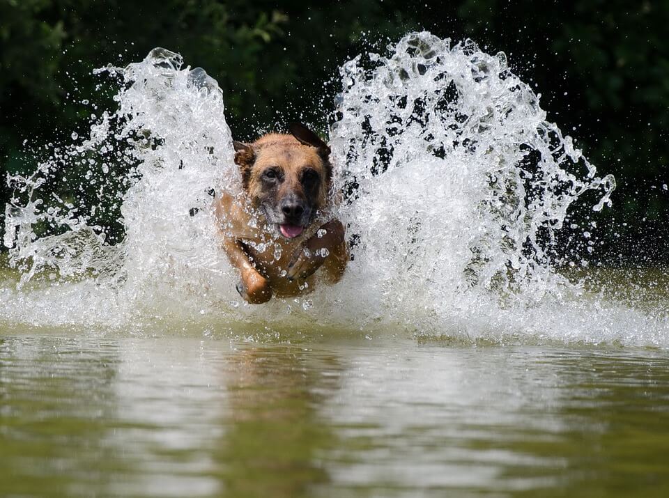 cheshire vets heatwave advice