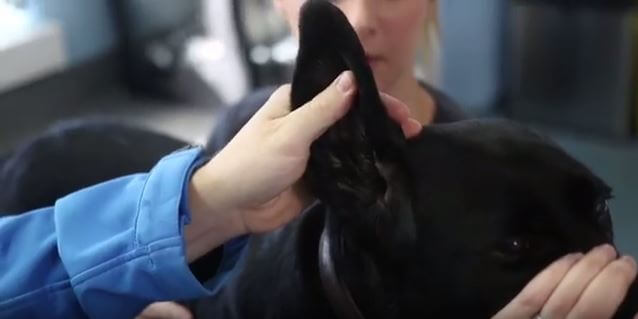 Knutsford Vets Cleaning Dogs Ear