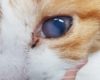 Cat With Uveitis