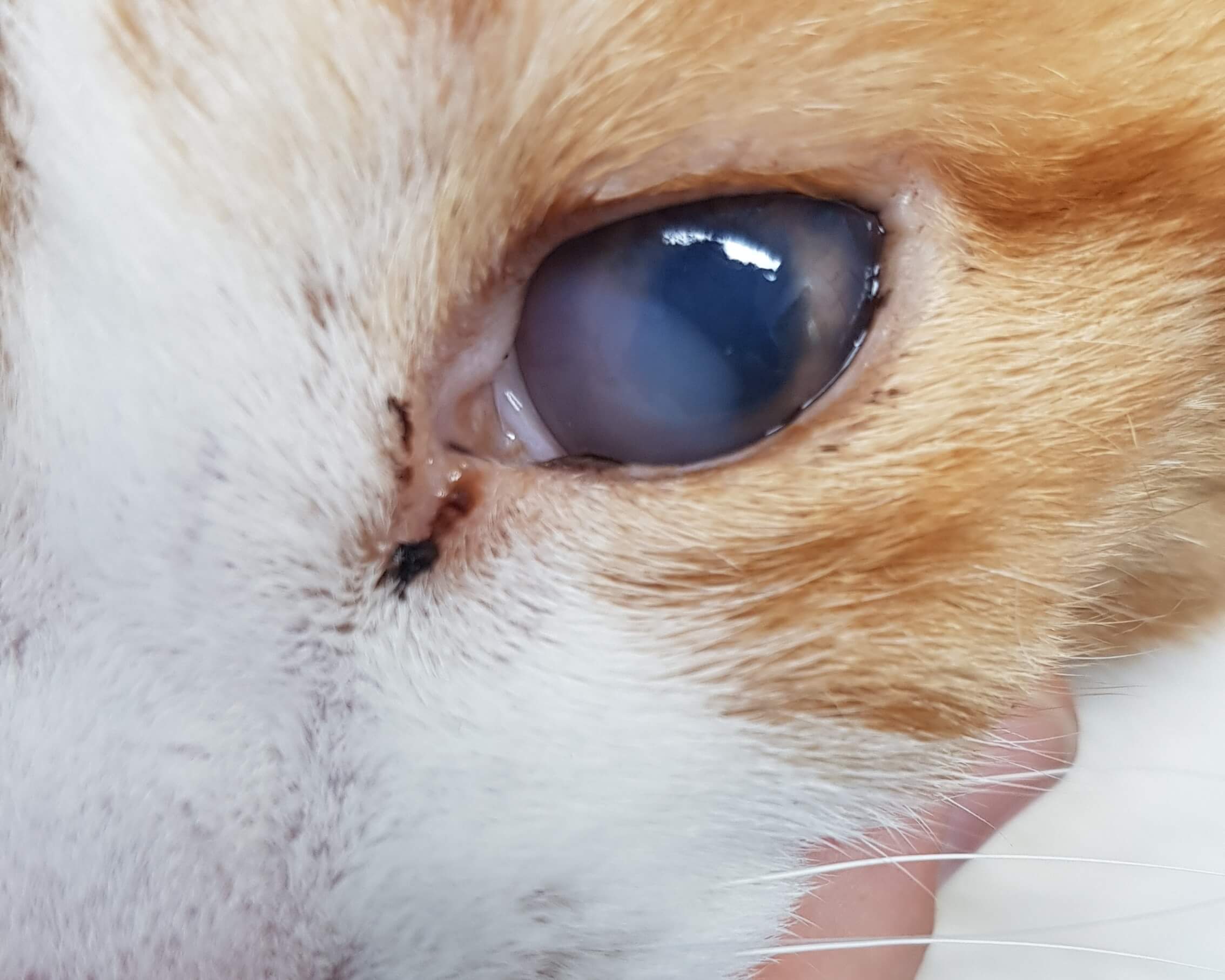 Cat with uveitis