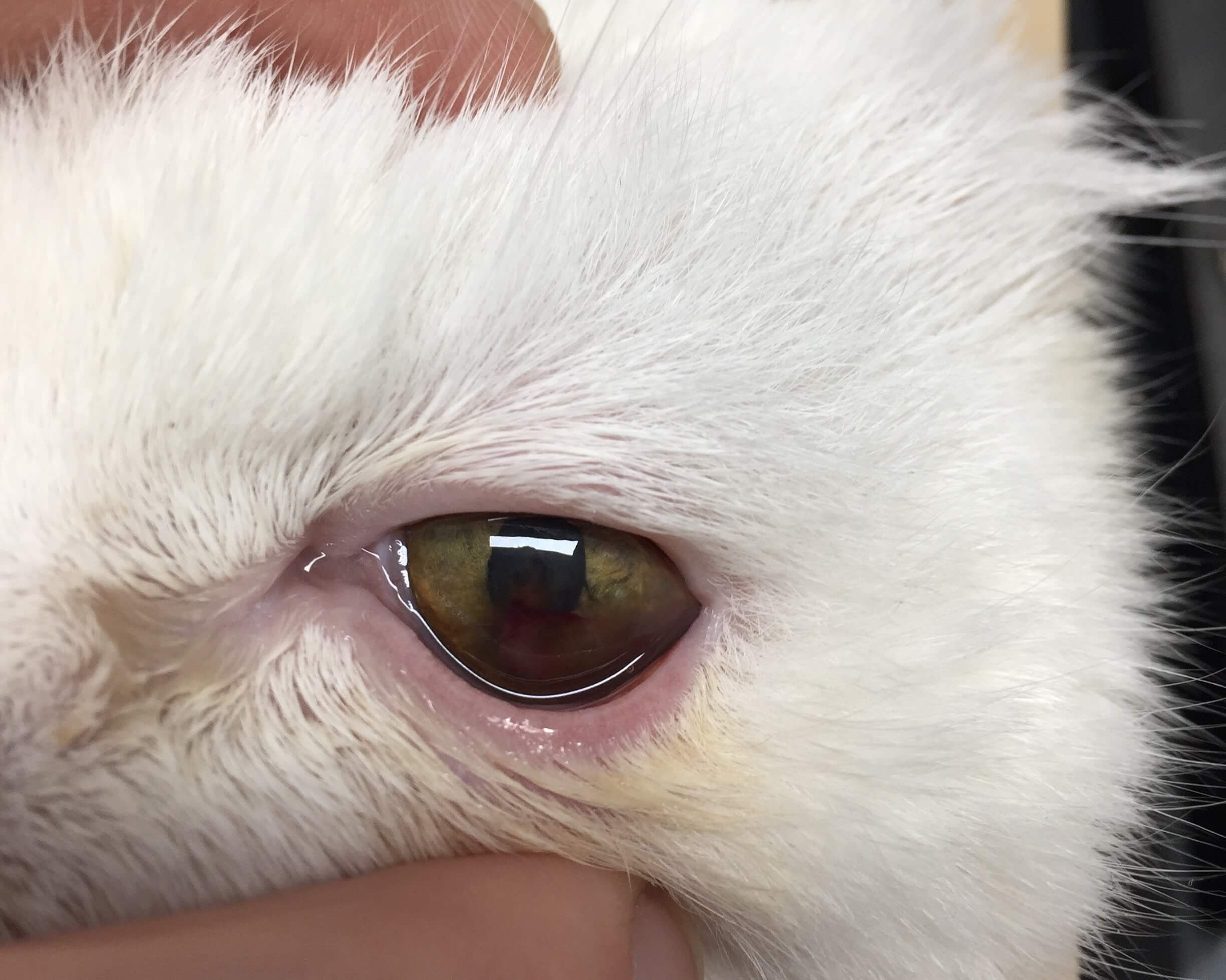 Feline uveitis clearance pictures