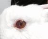 Rabbit With Uveitis