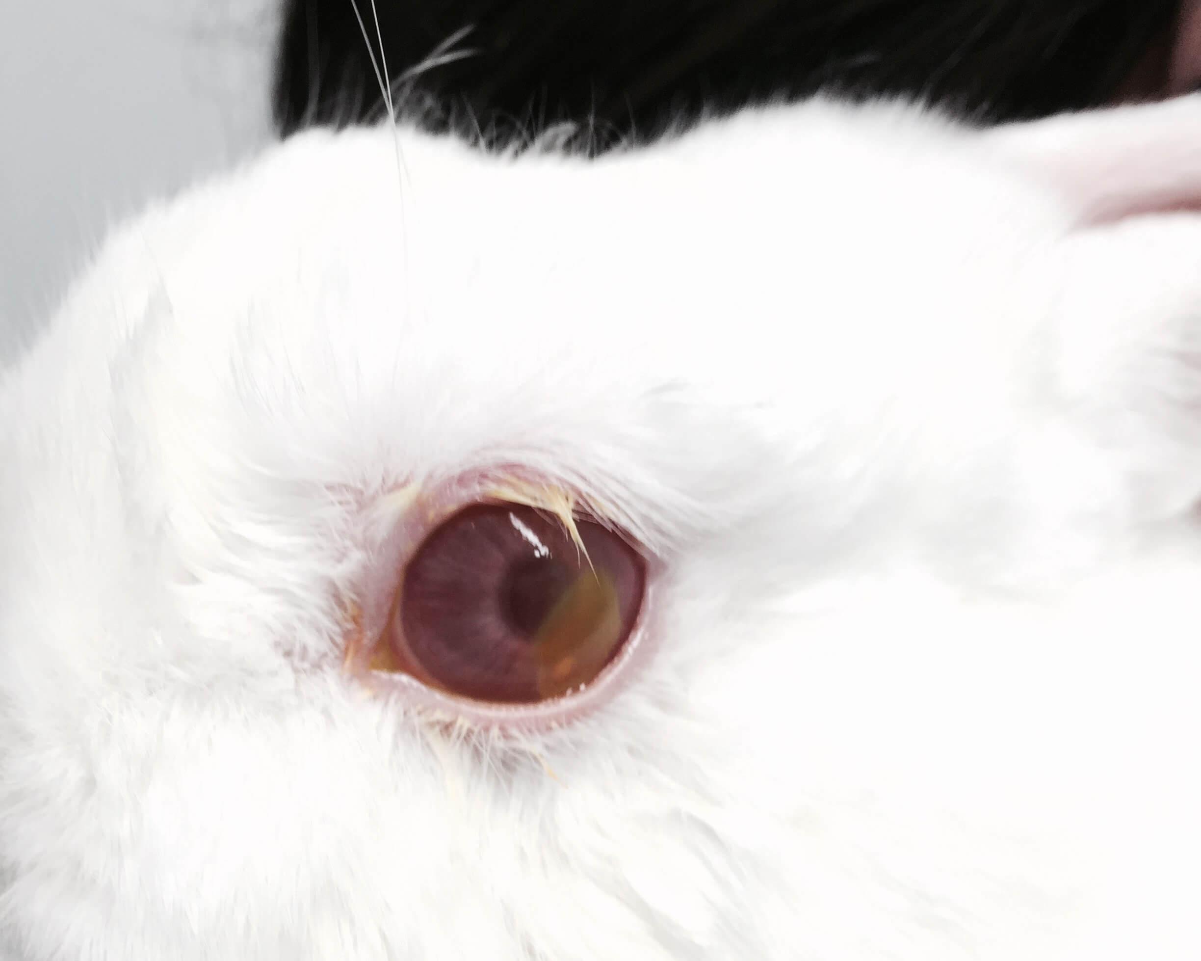 Rabbit with uveitis