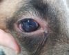 Dog With Uveitis