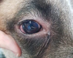 What is Uveitis and how is it Treated? | Knutsford Vets Surgery