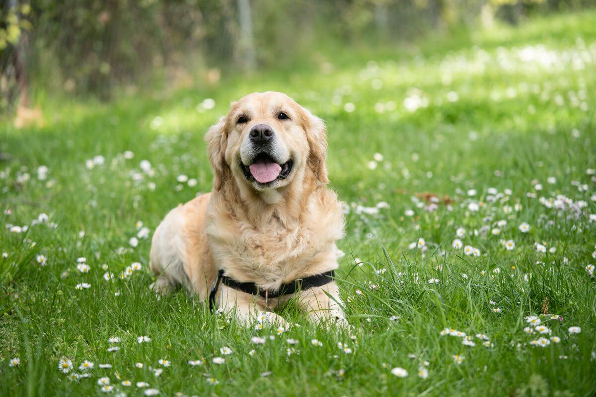 Dog store allergies itching