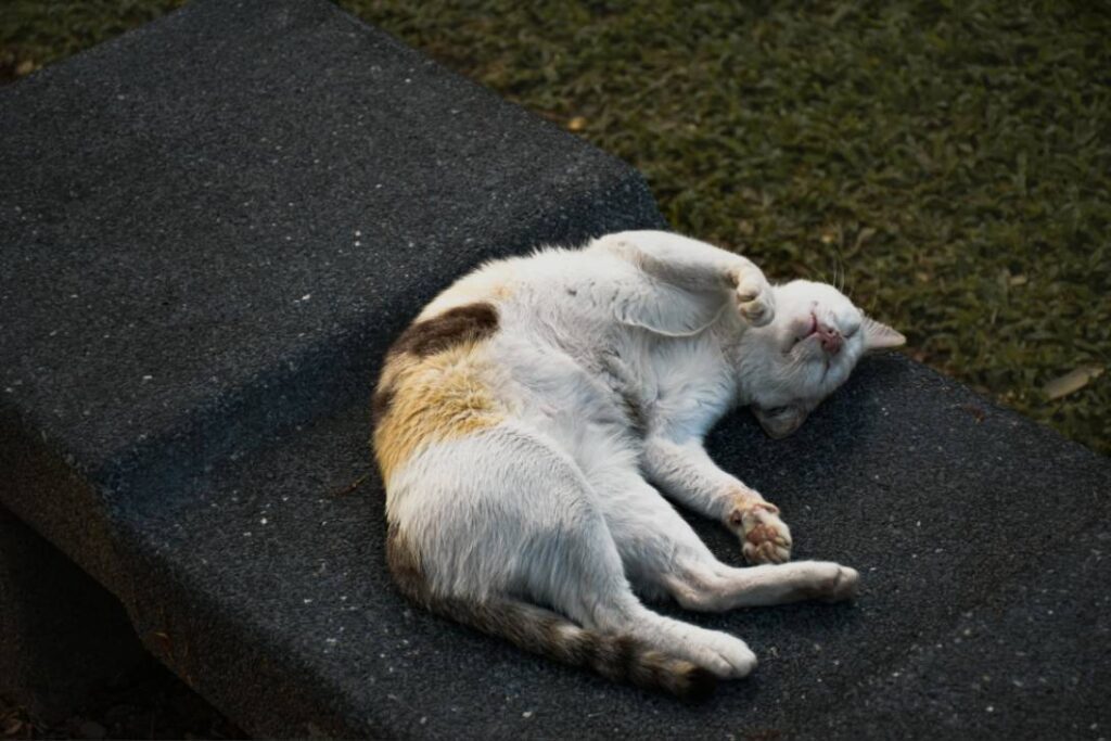 Why Does Cat Have Bald Patches