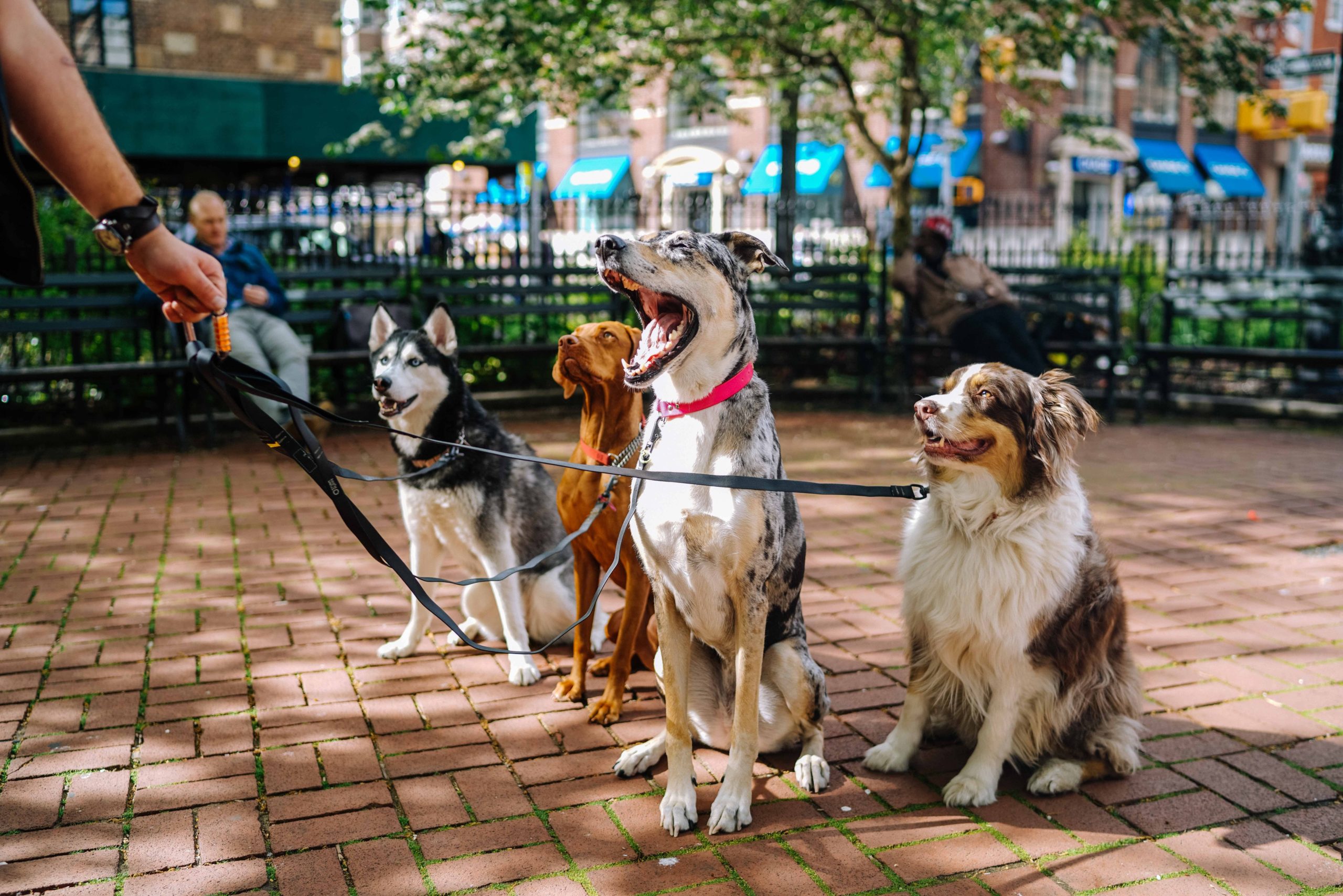 Kennel cough best sale vaccine uk