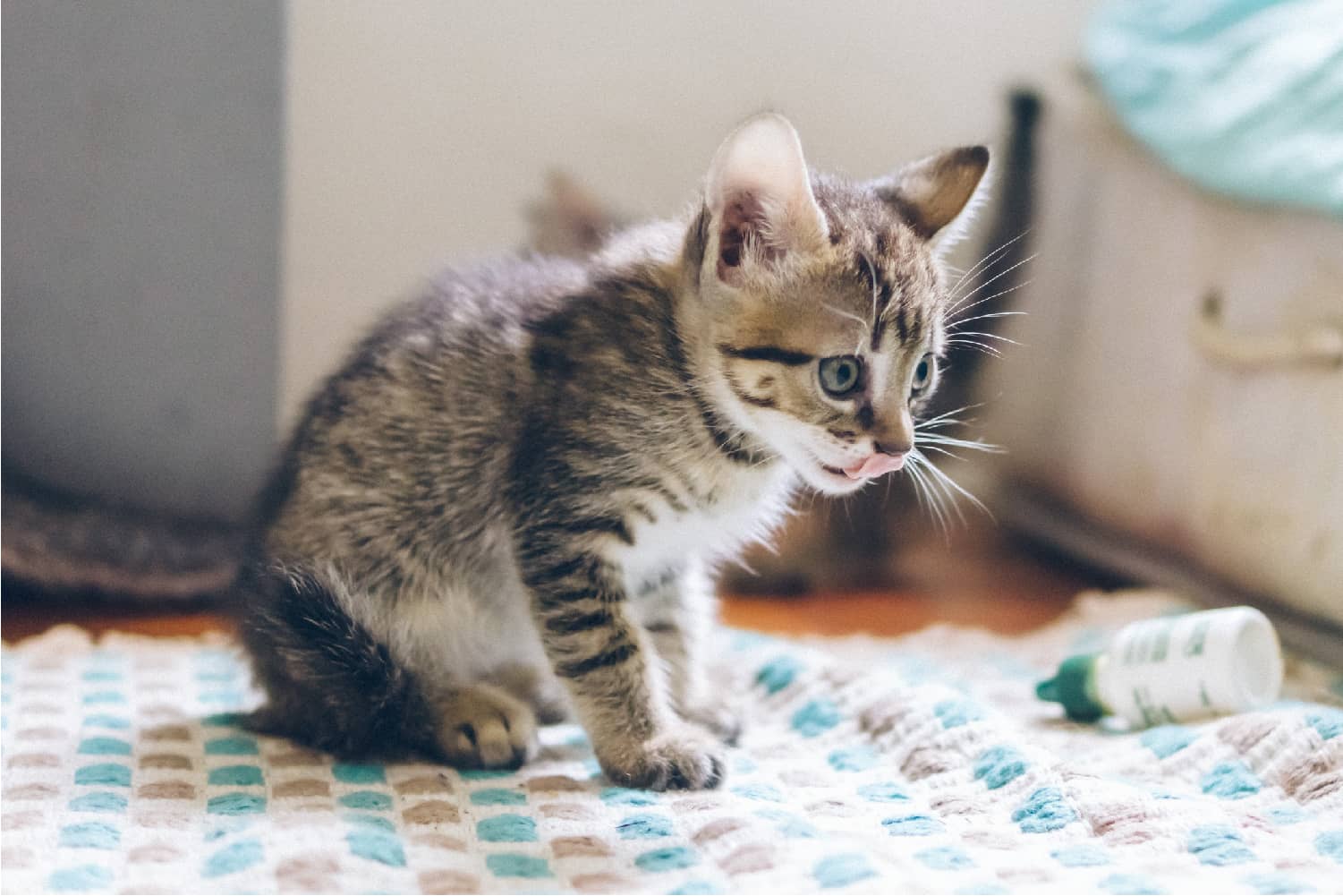 Kitten peeing on clearance floor