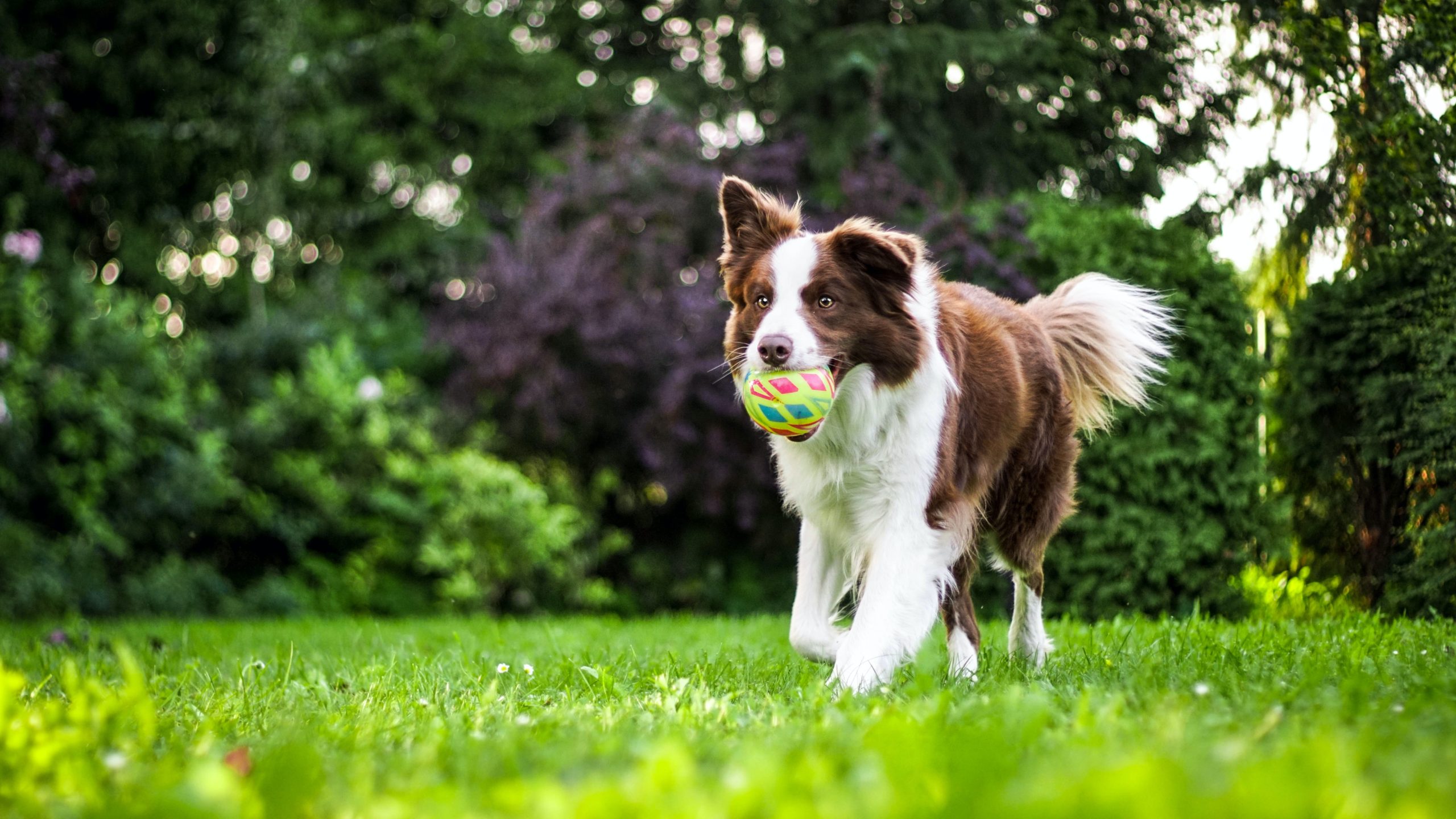 what causes dry flaky skin on dogs