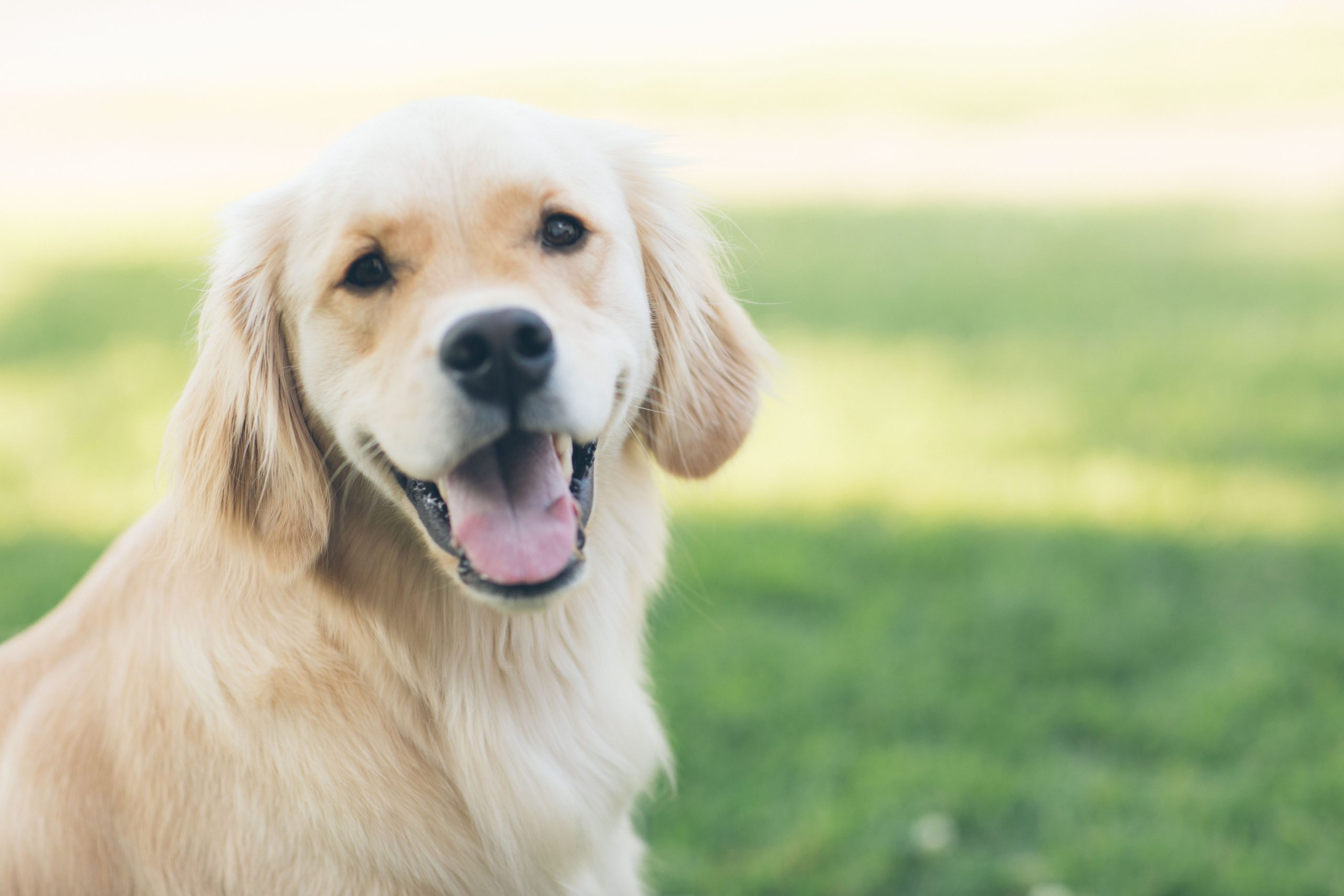 what causes dry flaky skin on dogs