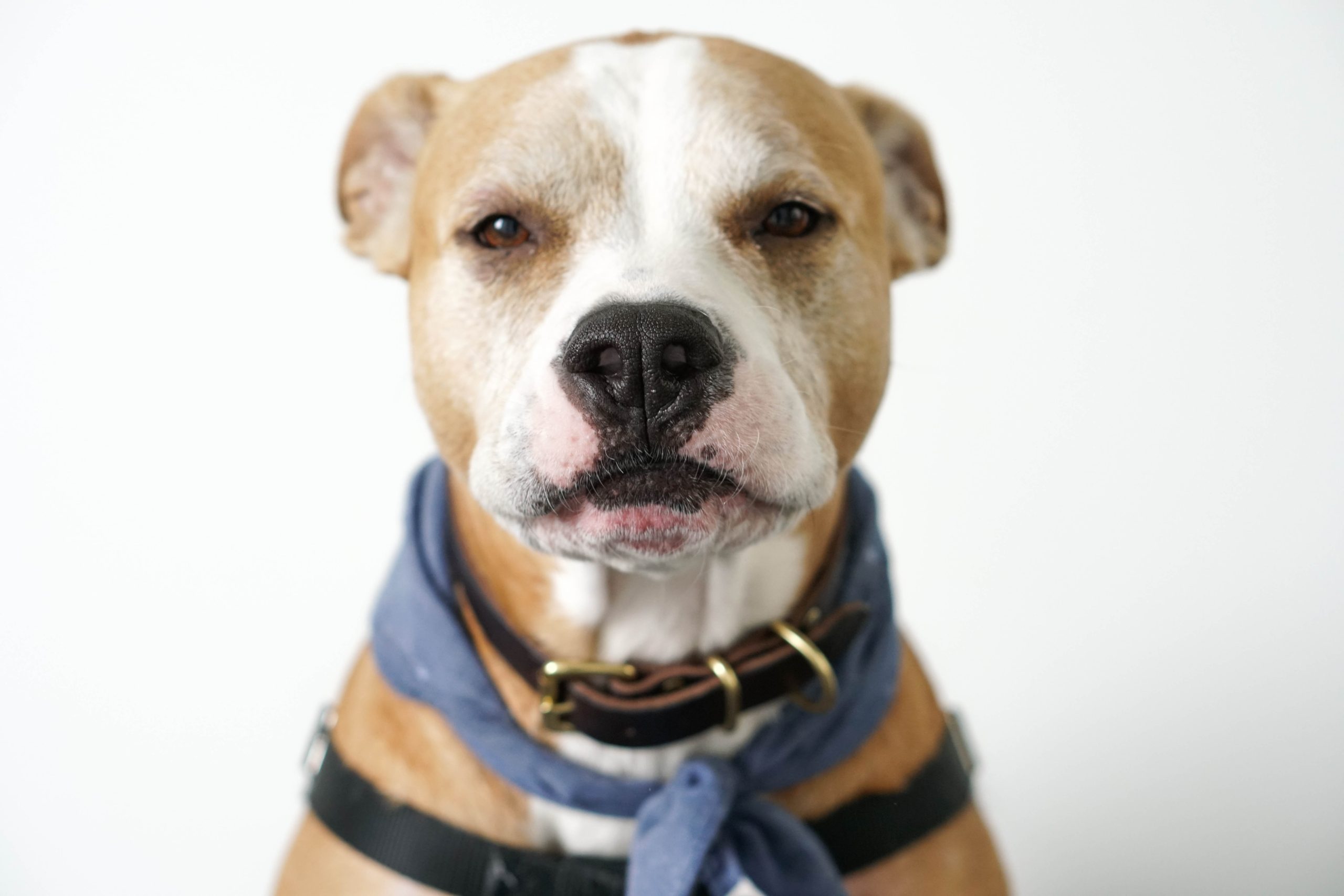 can bone tumors in dogs be benign