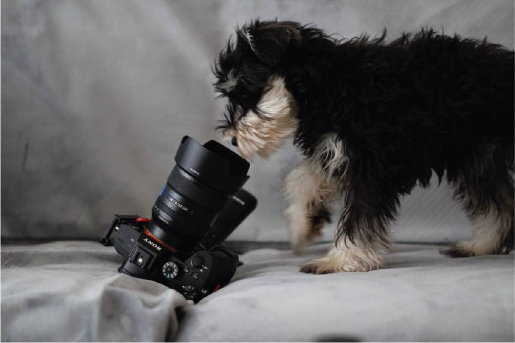 How to Photograph your Pet’s Eye