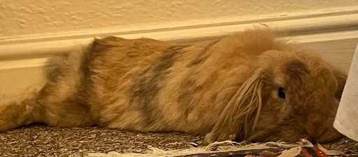 Poppy Rabbit 2