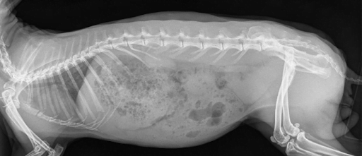 Poppy X Ray 2