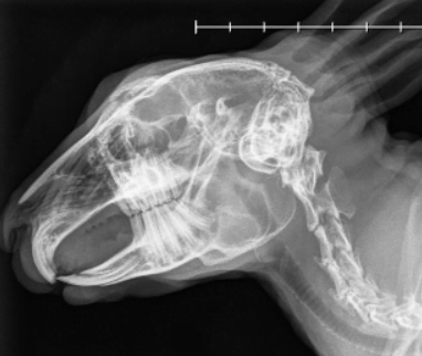 Poppy X Ray