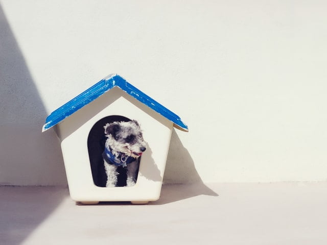 Dog inside dog house