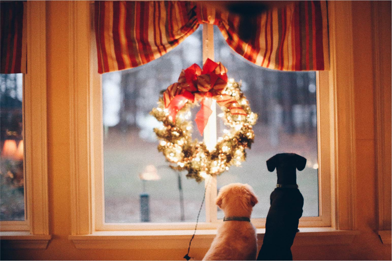 Dogs by window Christmas