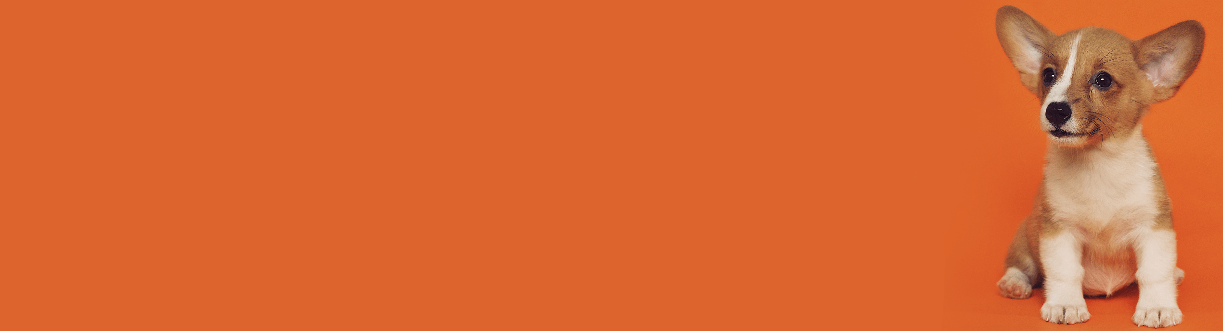 Atopic Dermatitis in Dogs