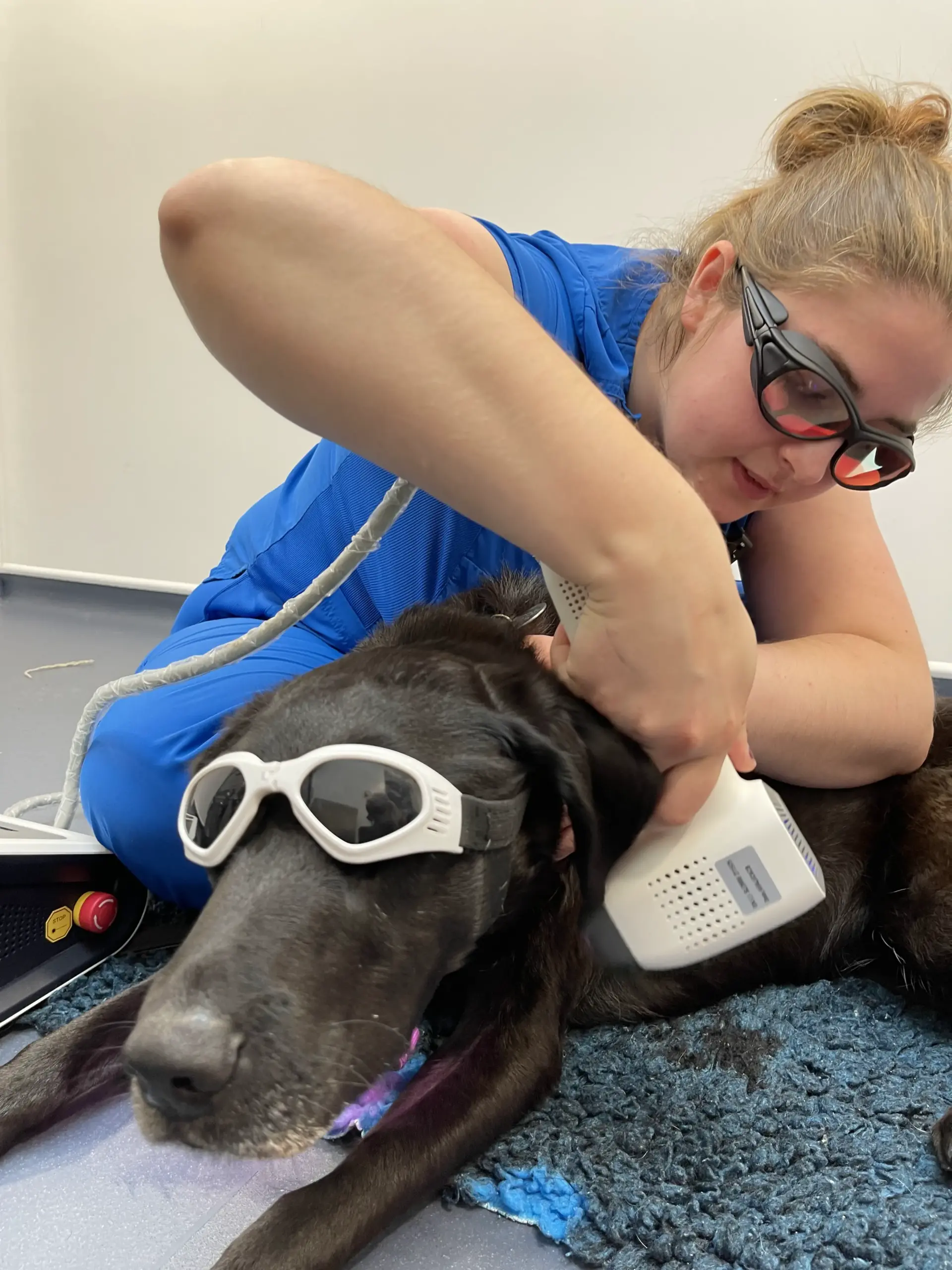 Laser therapy for dogs hip dysplasia best sale