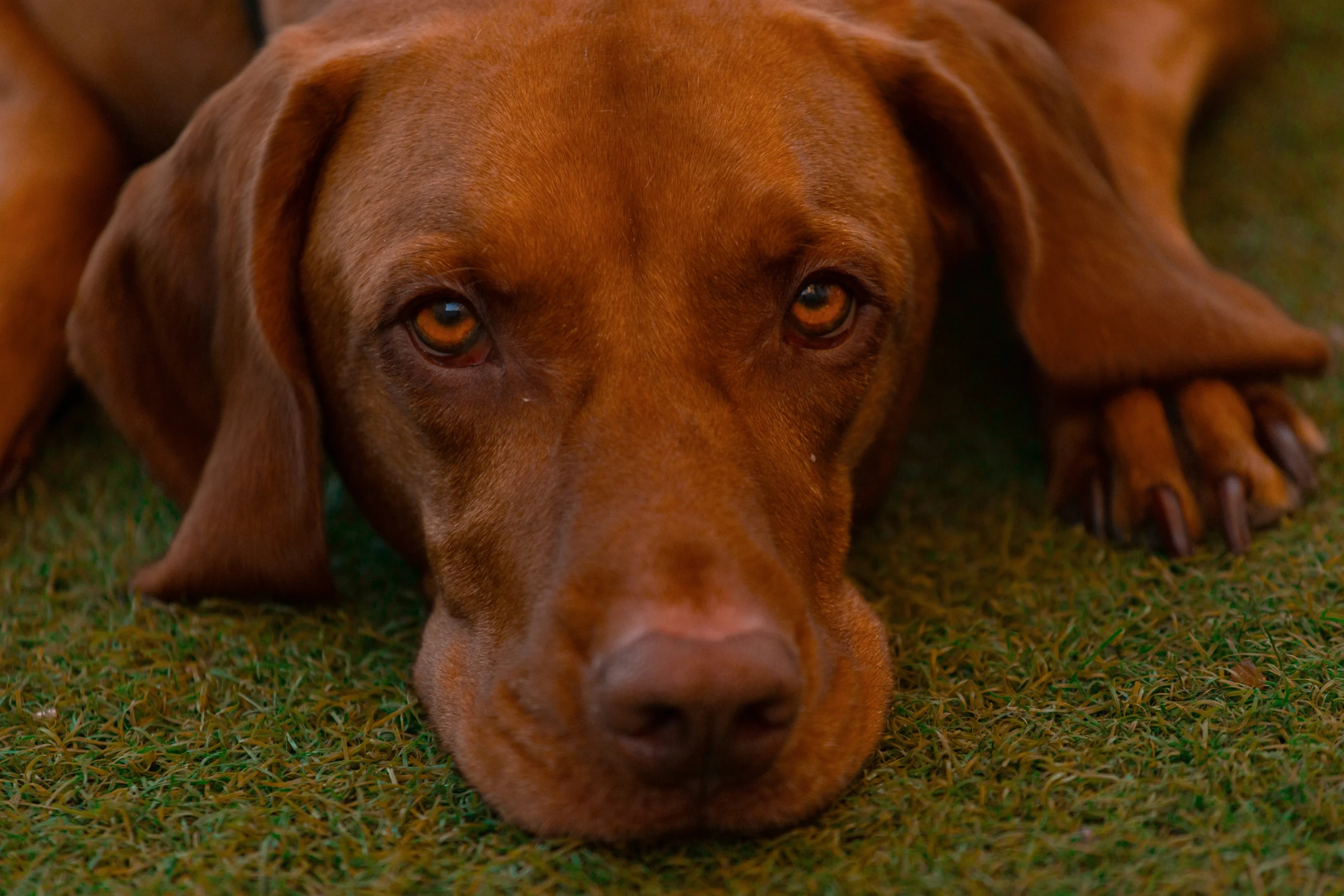 Non-healing Corneal Ulcers treated at Knutsford Vets