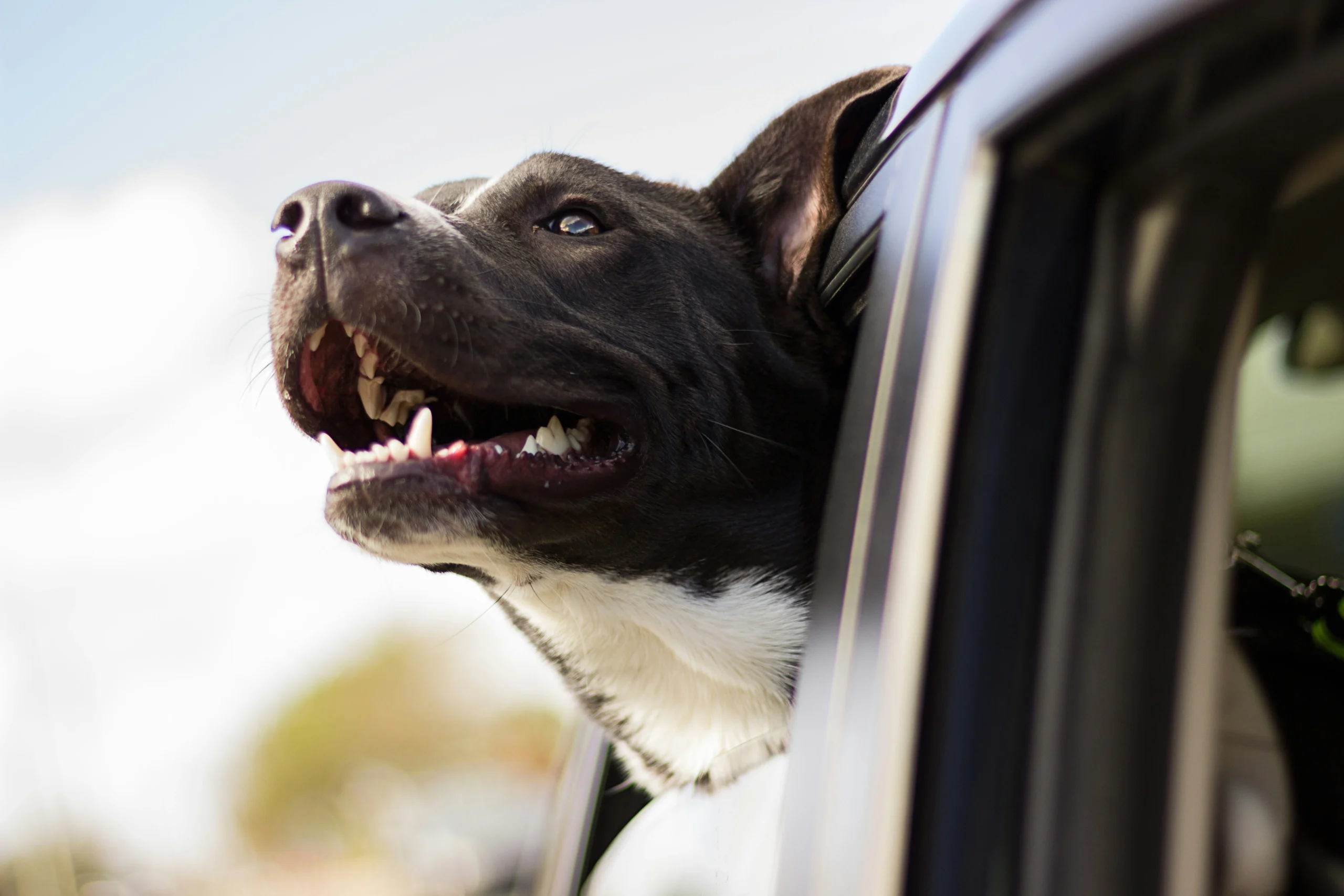 Travelling Dog