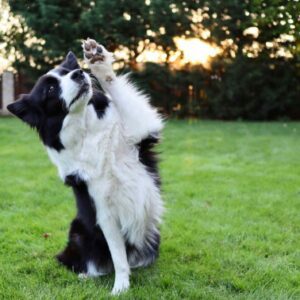 Border Collie
