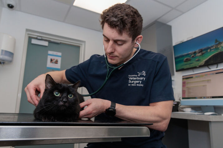 Cat Health Check Up