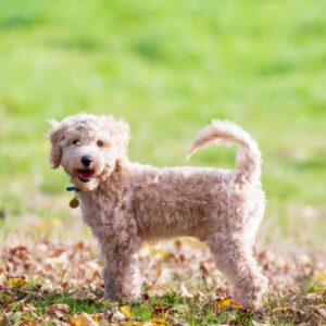Cockapoo