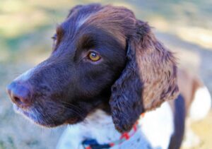 Cocker Spaniel
