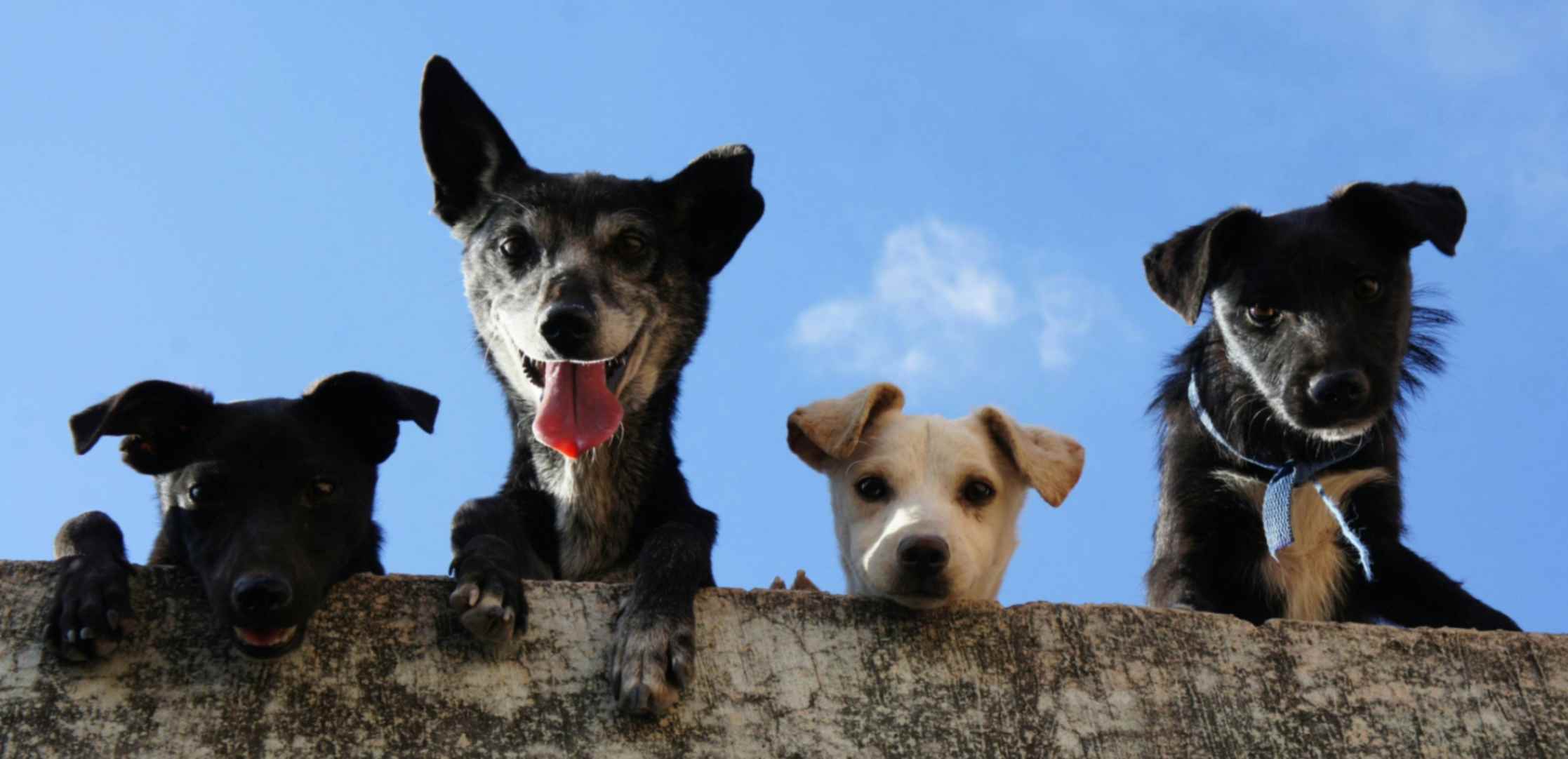 Knutsford Popular Dogs