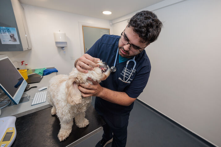 Teeth Check in Consultation Room